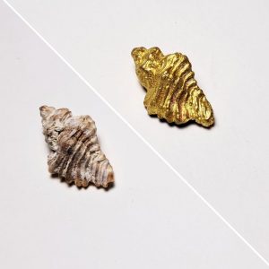 Moulage et empreinte - Formation - Coquillage